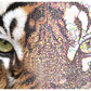 Brother BE Embroidery Studio software Domestic